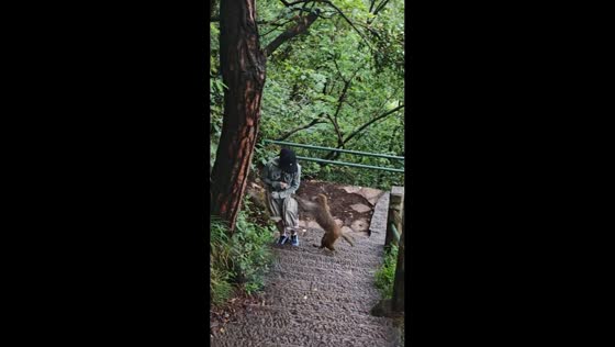 Macaque snatches bottled water from hiker on mountain stairs in Guizhou, China