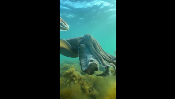 Captivating cuttlefish encounter in the annual mating gathering, Whyalla, South Australia