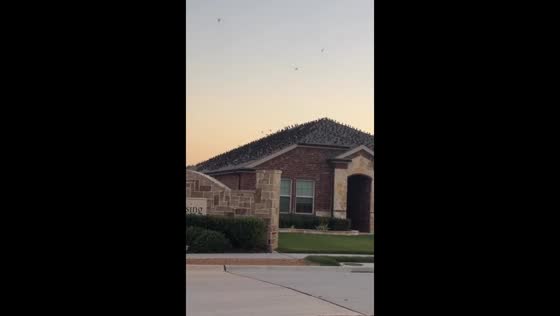 Large flock of birds covers roof in Denton, Texas