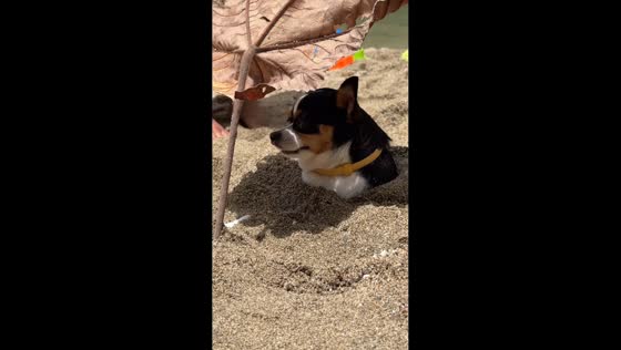 Children playfully bury dog with leaf umbrella in Tena, Ecuador