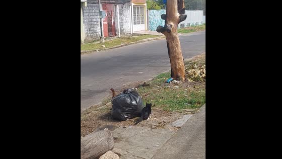 Cat attempts to steal chick in Apure, Venezuela