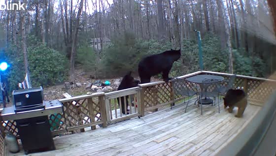 Multiple bears gather on deck of house in Kunkletown, Pennsylvania