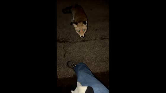 Playful fox bites shoes before running off in Les Menuires, Belleville Valley, France