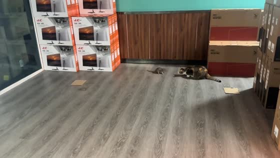 Rat screams after being startled by cat in Cambodia