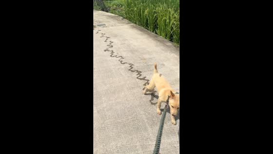 Dog leaves a trail while peeing in Guangxi, China