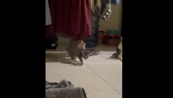 Kitten's paw gets stuck on cloth while another plays in Sidoarjo