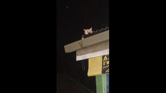 Enchanting daydreams: Nganjuk's roof-top cat caught in a mesmerizing reverie