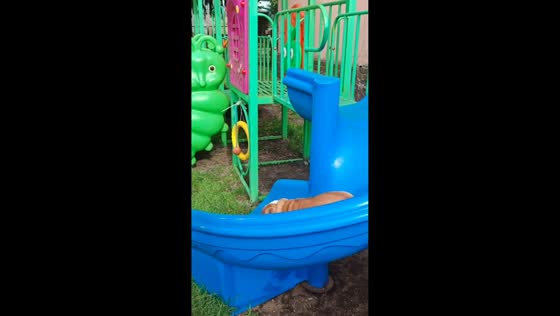Bulldogs take turns sliding down playground slide in Krosno Odrzańskie, Poland