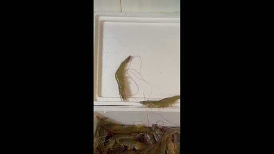 Shrimp hilariously gets stuck while trying to escape cooler in Tianjin, China