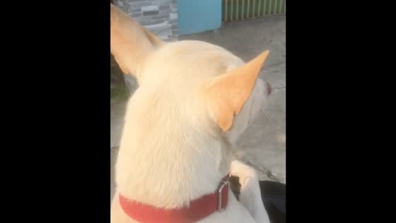 Dog jumps onto scooter to join owner in Phu Quoc