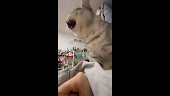 Cat shocked by static electricity while trying to kiss owner in Jiangsu, China
