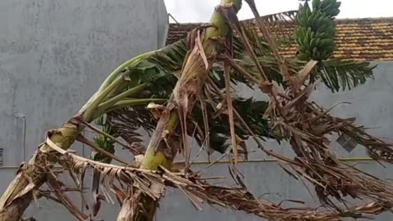 Strong winds cause damage to rooftops in Lamongan, Indonesia