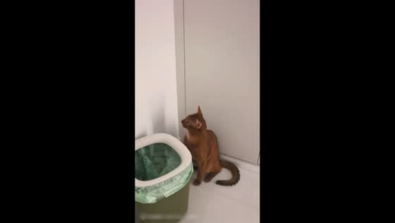 Cat repeatedly asks for permission before checking trash bin in Beijing, China