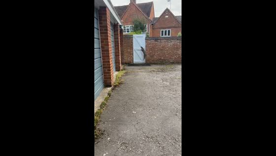 Muntjac’s daring escape from the parking lot in Kenilworth, United Kinddom