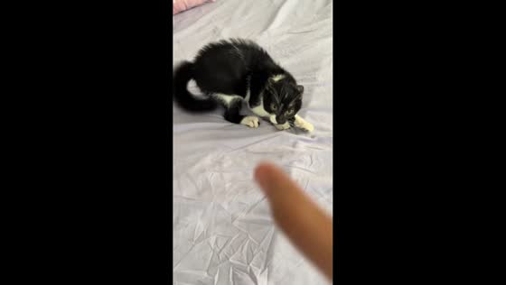 Playful kitten shows defensive stance on bed in Euless, Texas