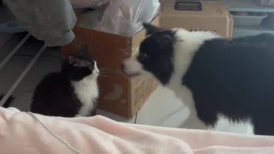 Dog plays with uninterested cat in Heilongjiang, China