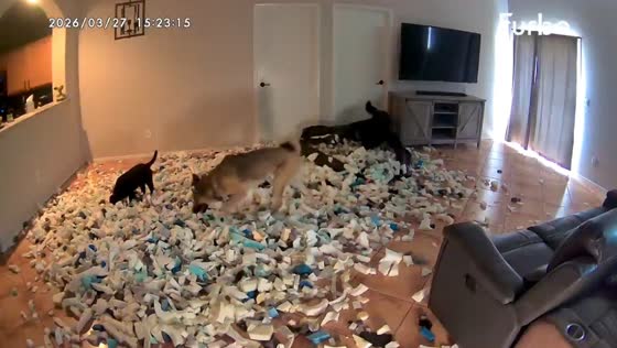 Dogs tear open bean bag chair and turn living room into foam mess in Tucson, Arizona, USA