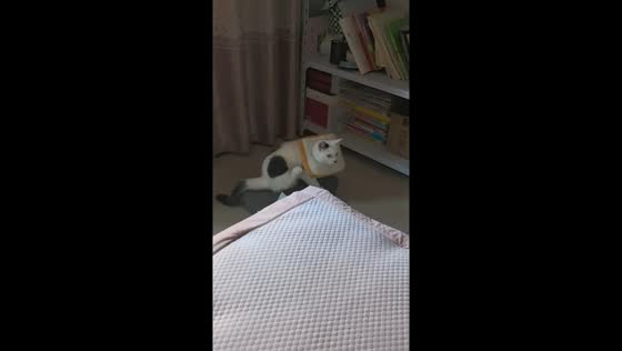 Funny cat rolls with bread-shaped collar in Jiangsu, China