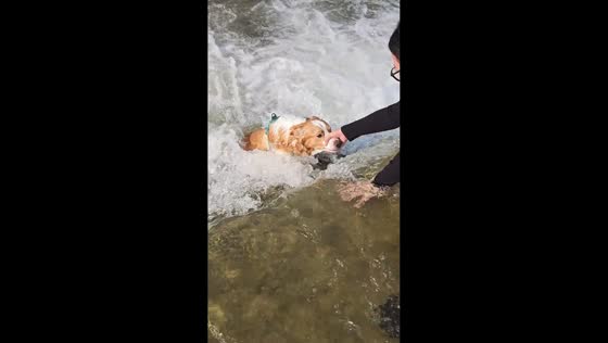 Dog owner rescues stranded pet from river in Shandong, China