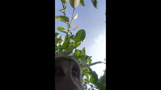 Monkey snatches phone during surprise encounter on Penida Island, Indonesia