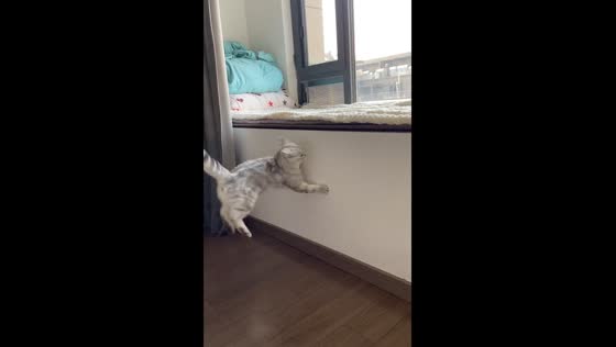 Cat struggles to jump onto window sill in Jiangsu, China