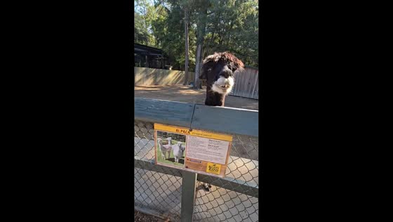 Alpaca reacts playfully to visitor in Cottageville, USA