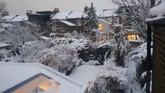 Beautiful bird singing during a snowy morning in Tottenham