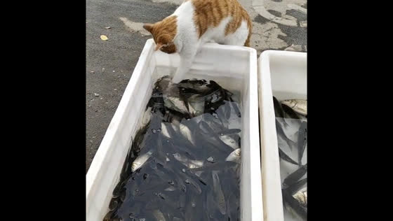 Cat catches fish after several attempts in Shandong