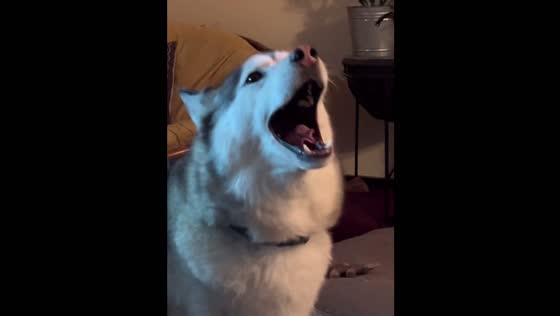Huskies Nico and Zoey “scream” instead of bark in British Columbia, Canada