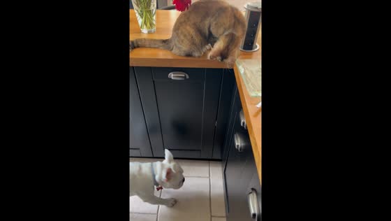 Cat plays waiter: serving gnocchi to dog in adorable video