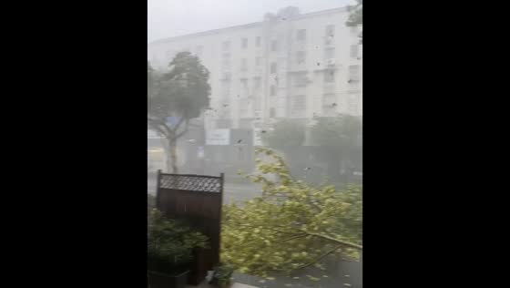 Strong winds snap large tree branches during localized storm in Shanghai, China