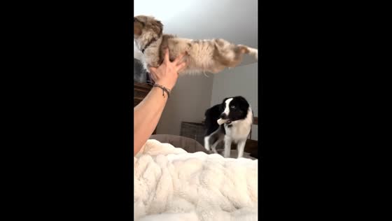 Pawsome pup pilates: Fort Collins furry fitness fun!