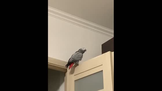 Talking parrot bursts into laughter in Moscow, Russia
