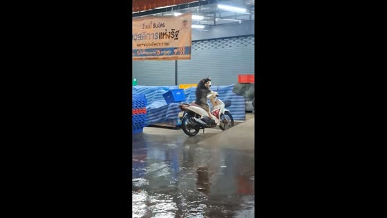 Siberian Husky rides like a human on a motorcycle, Thailand