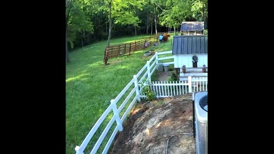 Farm animal's escape and tragic end after fence breaks