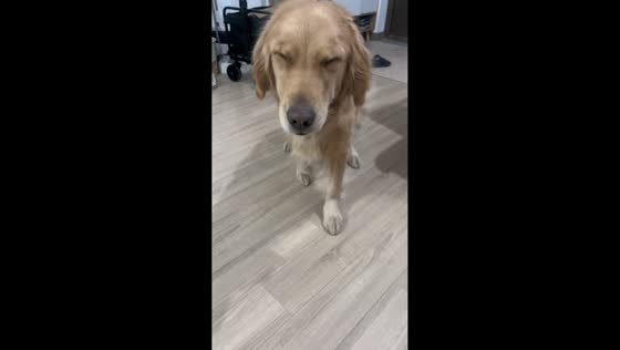 Golden retriever tries to make peace with owner in Jiangsu, China