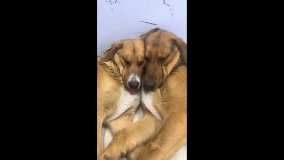 Dog sleeps with tongue out in a funny way in Tbilisi, Georgia