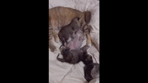 Sibling rivalry: a playful fight for milk among newborn kittens