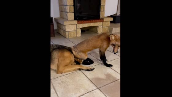 Fox and dog share playful dominance moment in Novosibirsk, Russia