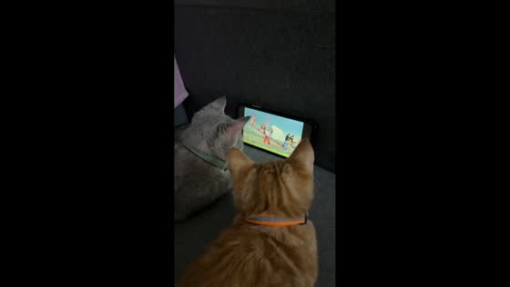 Kittens watch cartoons together in Doha, Qatar
