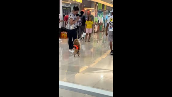 Pomeranian walks on two legs while following owner in Quezon City, Philippines