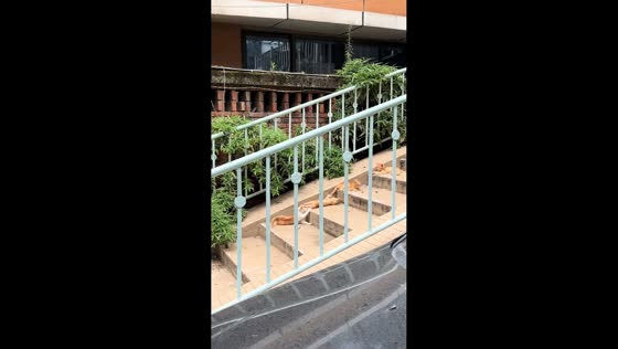 Four orange tabby kittens lounge on concrete steps in Sichuan, China