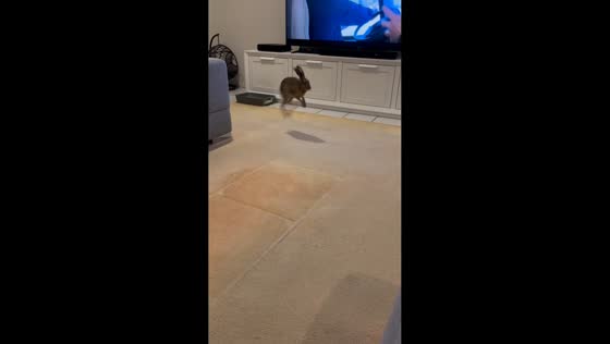Rescued hare hops around before settling to watch TV in Albury-Wodonga, Australia