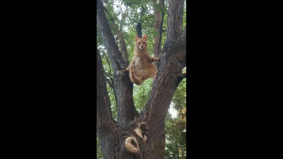 Cat’s human-like tree pose surprises onlooker in Henan, China