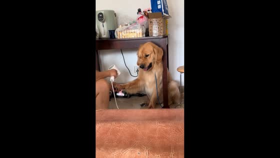 Dog reacts with bared teeth while owner dries its paws in Guangdong, China