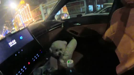 Dog tumbles off pillow during car ride in Hebei, China