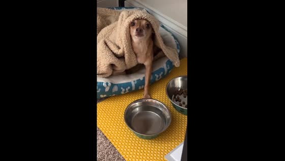 Rescue dog Big Tex enjoys cozy hydration and snacks in his bed