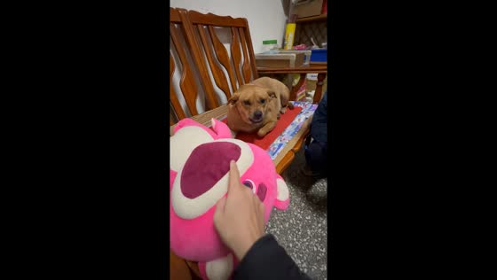 Kelly the 4-year-old dog defends toy with vigilance in Taichung, Taiwan