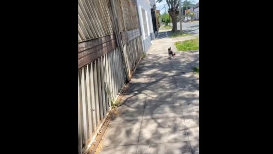 Dog runs away after leash dropped in Buenos Aires