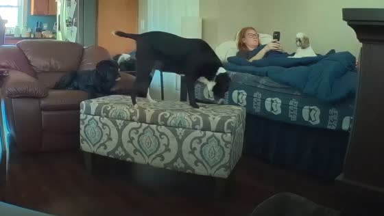 Dog's jump goes hilariously wrong after TV interruption in Madison, USA